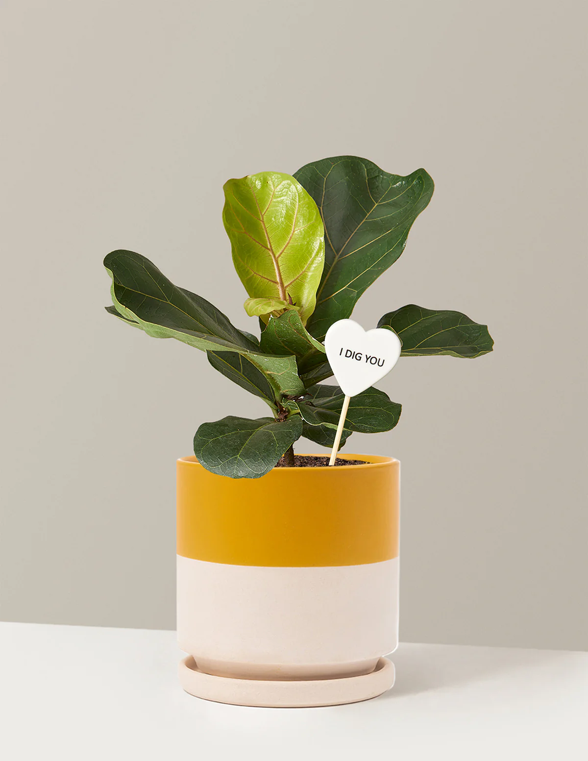 I Dig You Fiddle Leaf Fig Bush - Image 18