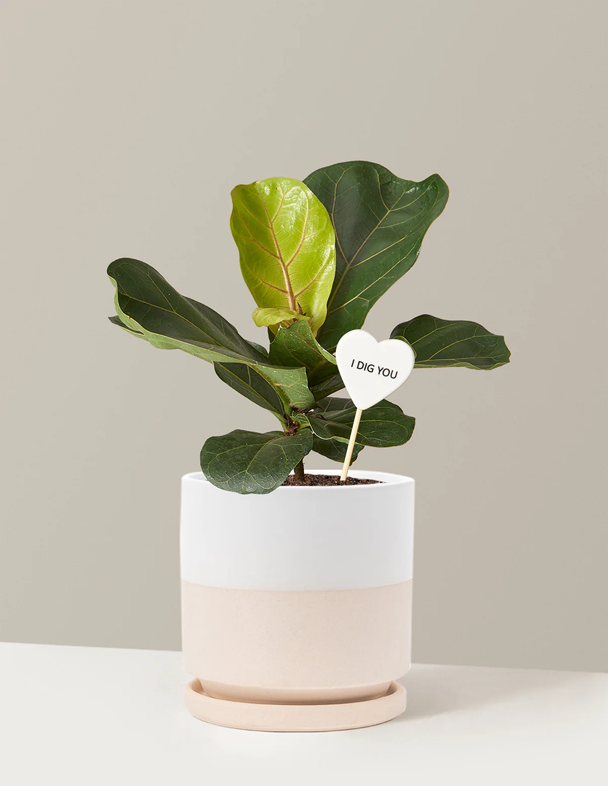 I Dig You Fiddle Leaf Fig Bush - Image 19