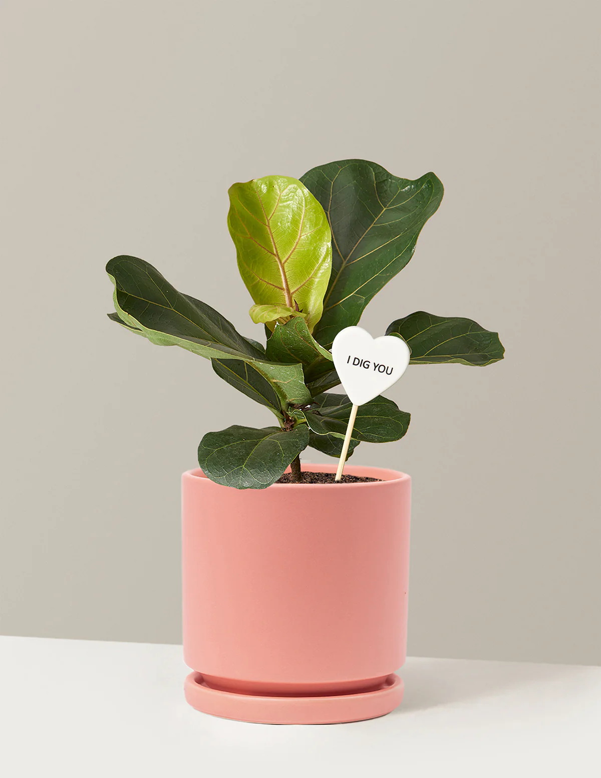 I Dig You Fiddle Leaf Fig Bush - Image 2