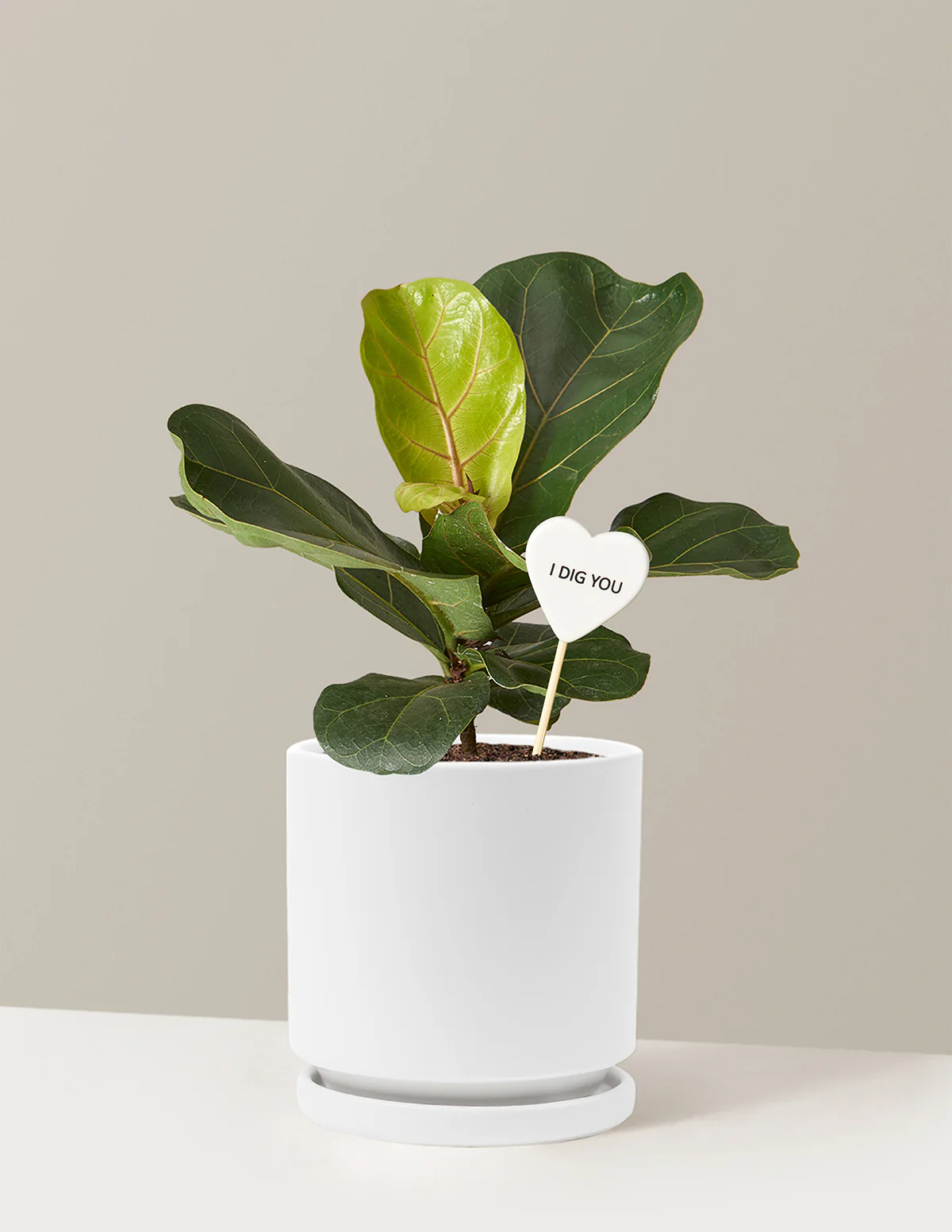 I Dig You Fiddle Leaf Fig Bush - Image 20