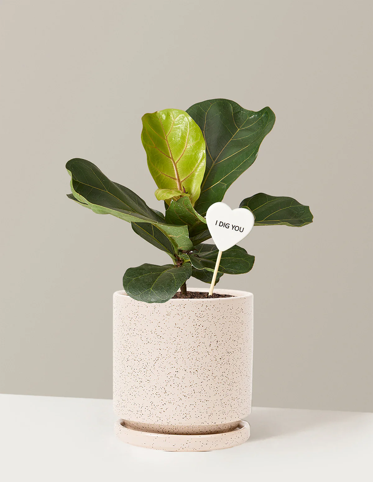I Dig You Fiddle Leaf Fig Bush - Image 21