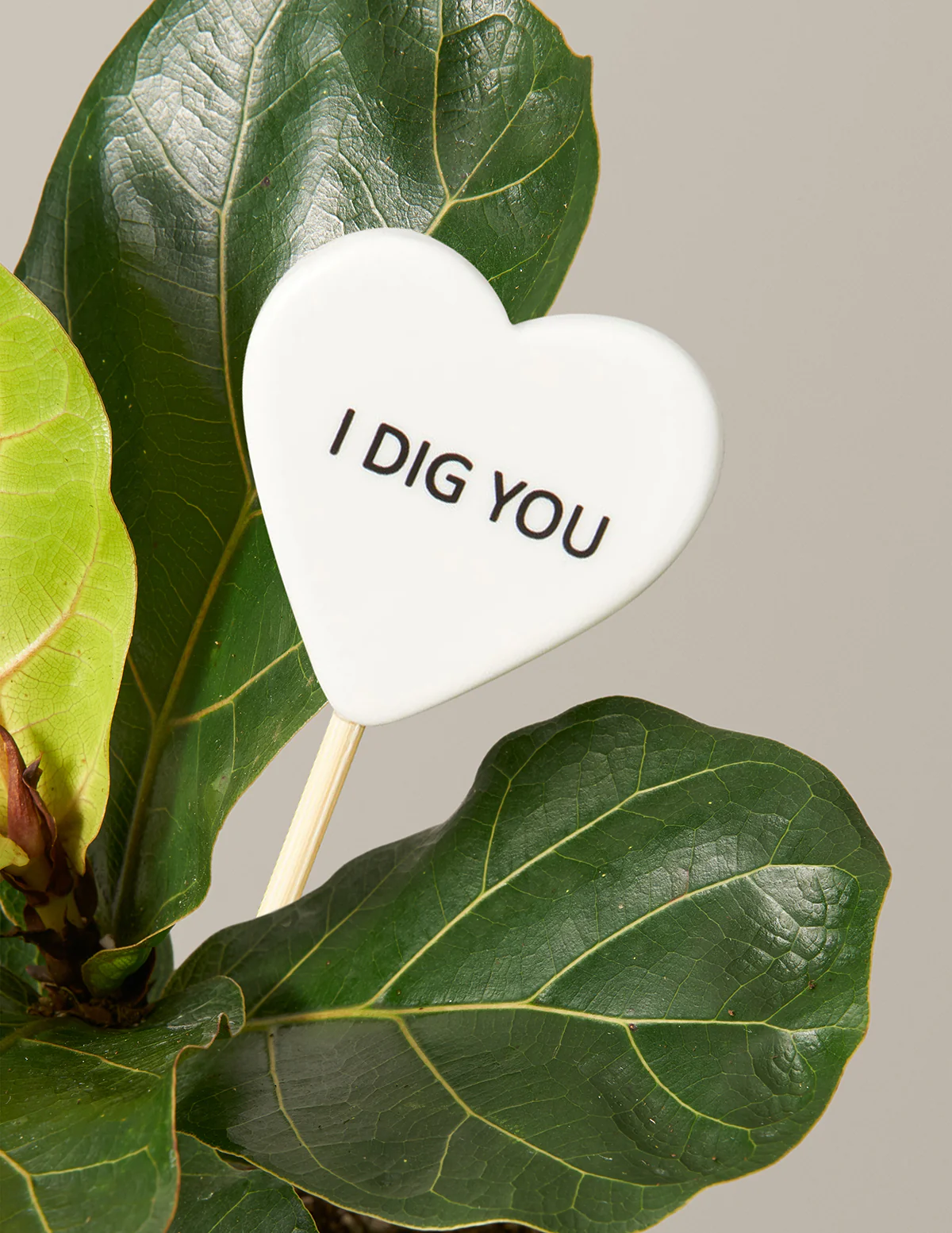 I Dig You Fiddle Leaf Fig Bush - Image 3
