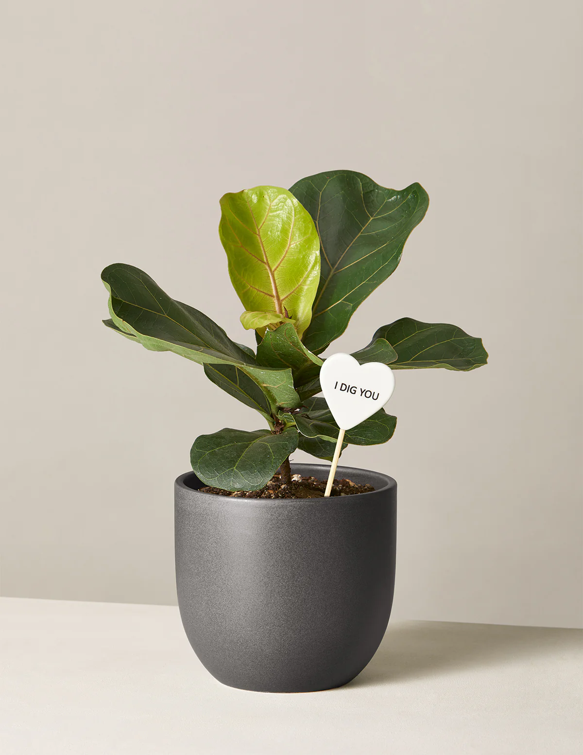 I Dig You Fiddle Leaf Fig Bush - Image 4