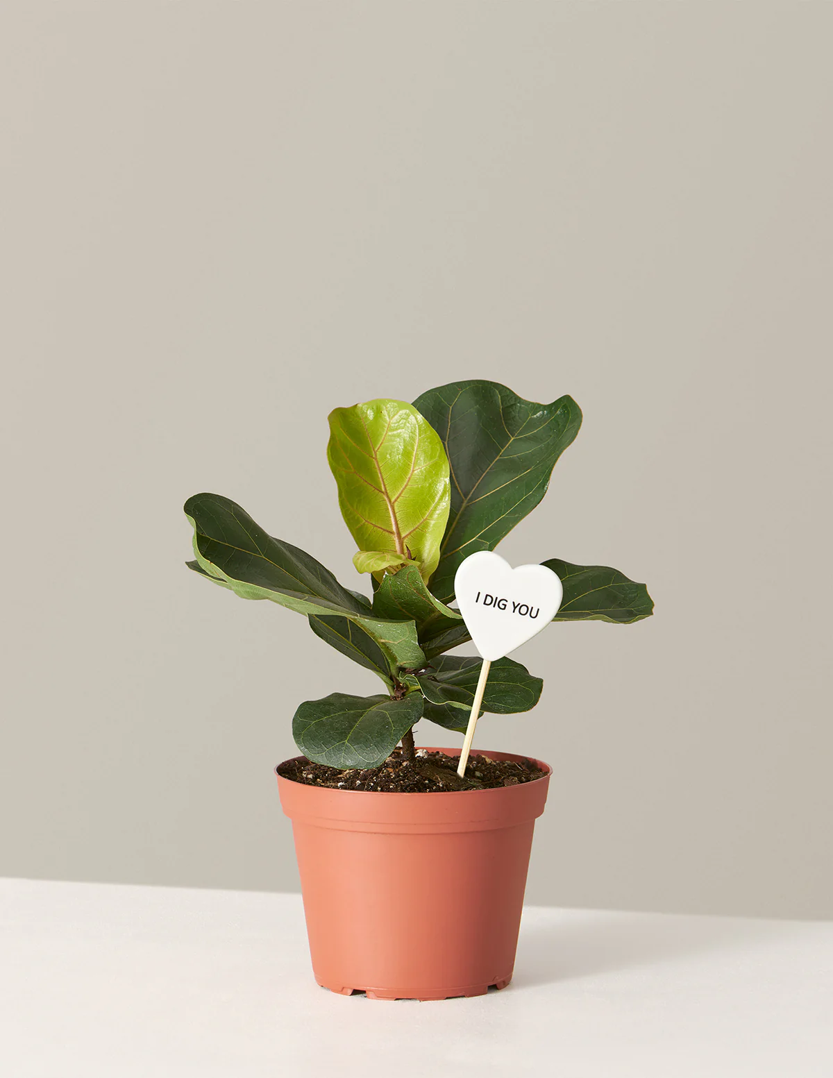 I Dig You Fiddle Leaf Fig Bush - Image 5