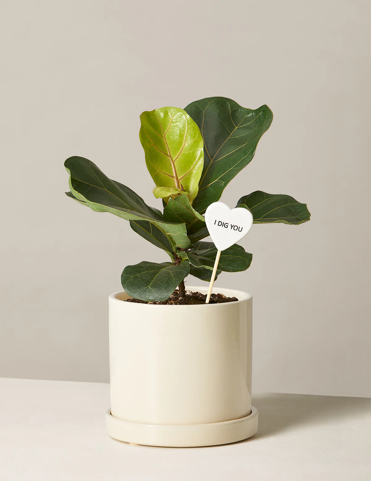I Dig You Fiddle Leaf Fig Bush - Image 6