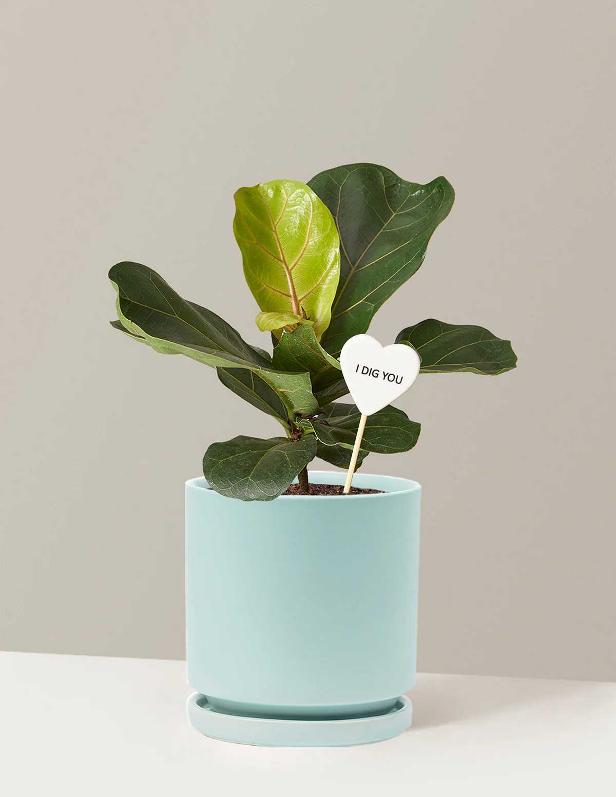 I Dig You Fiddle Leaf Fig Bush - Image 7