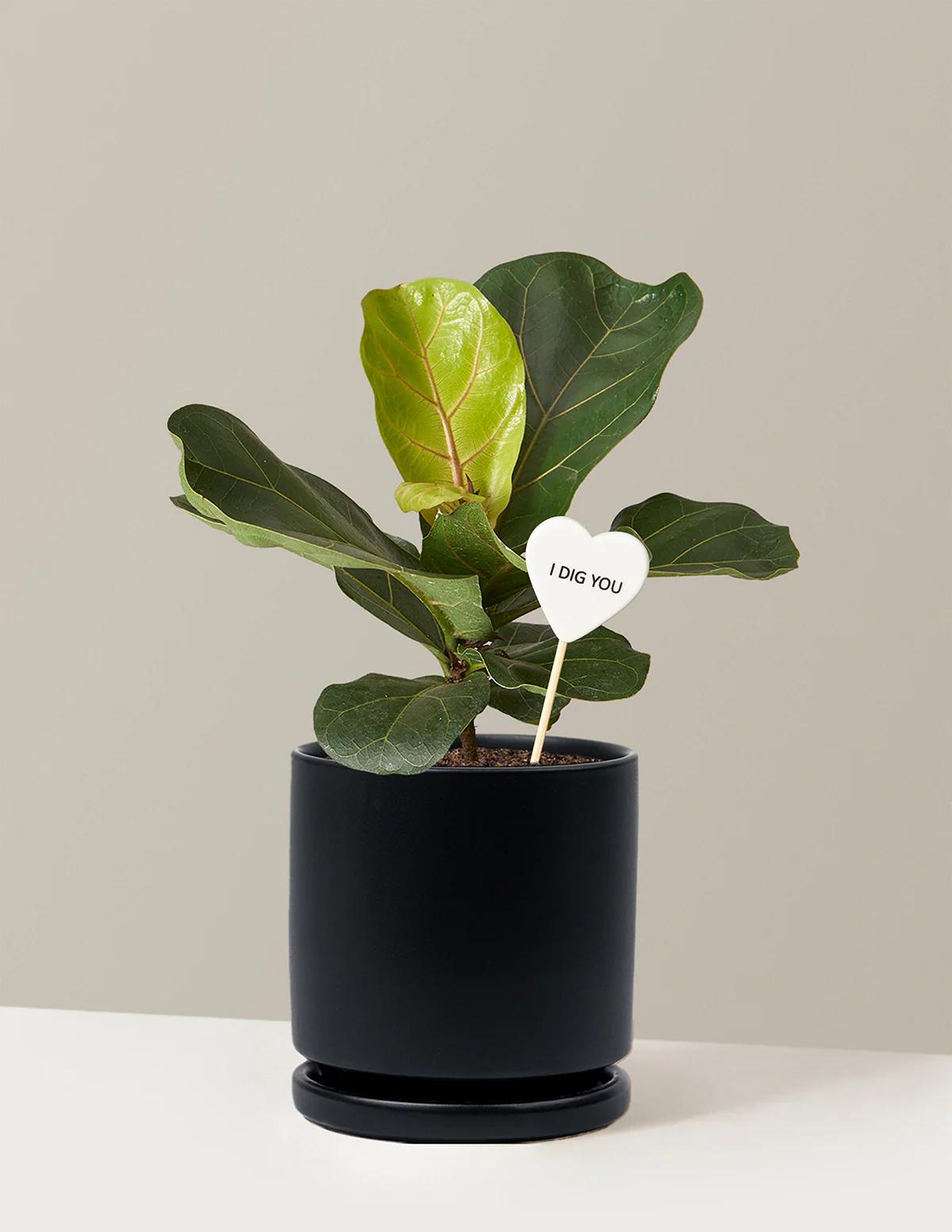 I Dig You Fiddle Leaf Fig Bush - Image 8