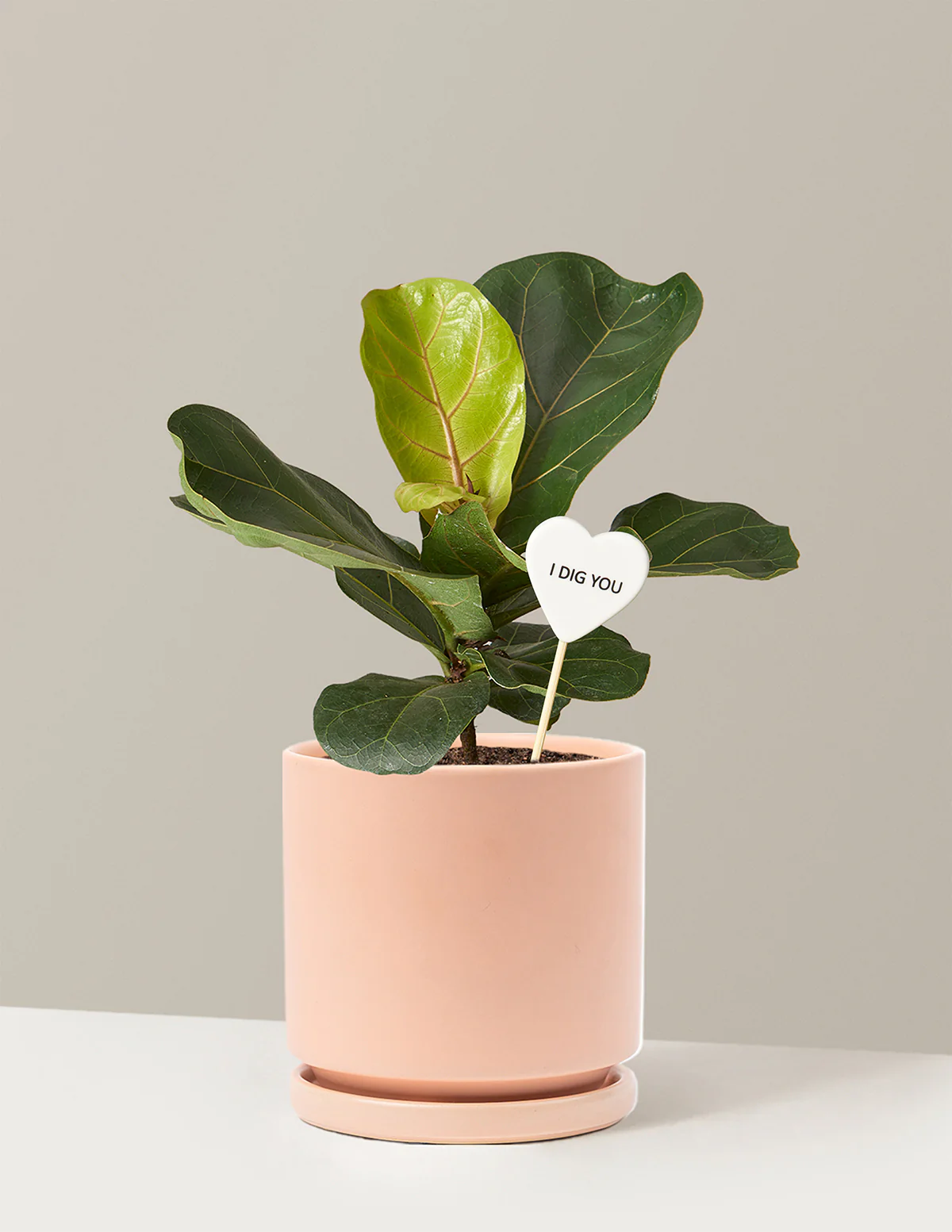 I Dig You Fiddle Leaf Fig Bush - Image 9