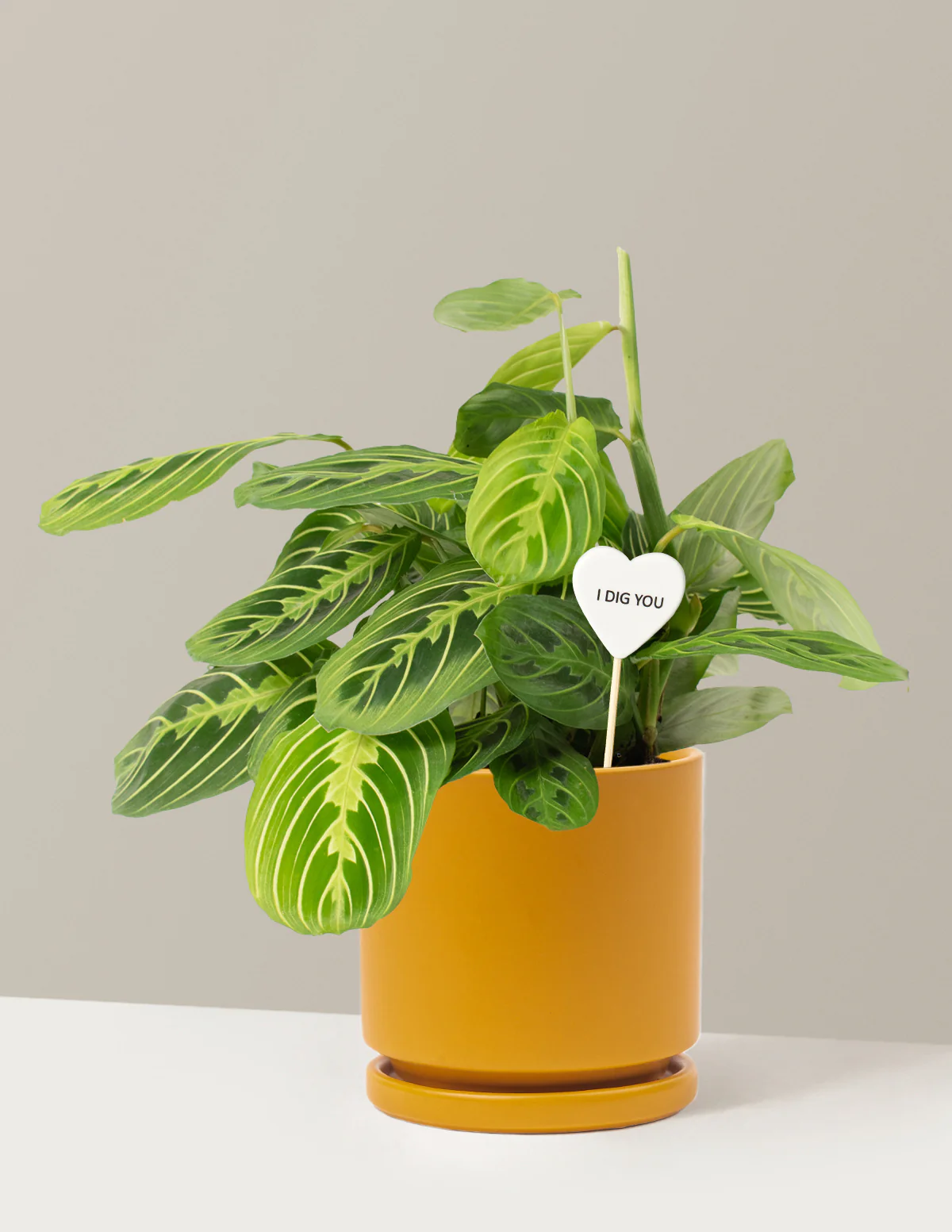 I Dig You Lemon Lime Prayer Plant