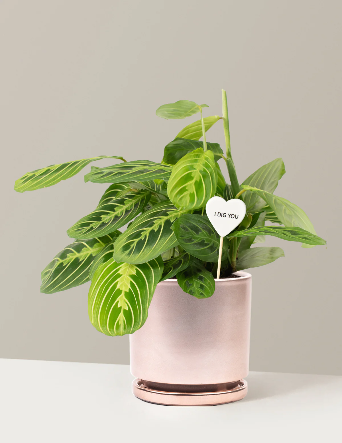 I Dig You Lemon Lime Prayer Plant - Image 11