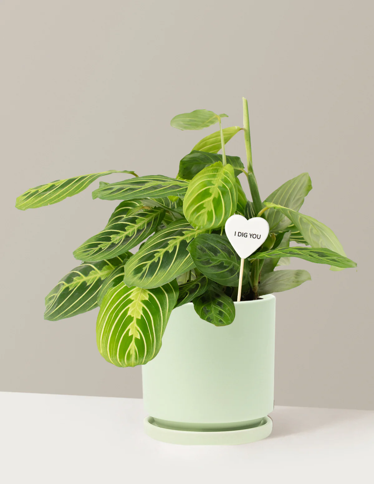 I Dig You Lemon Lime Prayer Plant - Image 13