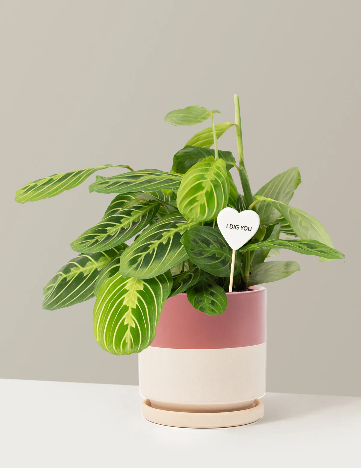 I Dig You Lemon Lime Prayer Plant - Image 15