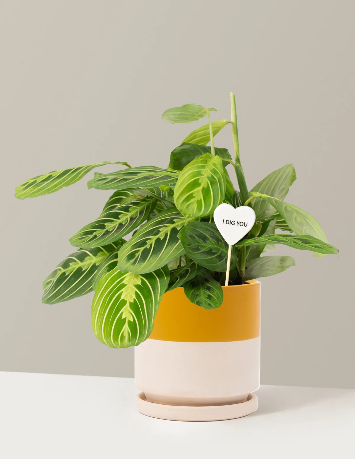 I Dig You Lemon Lime Prayer Plant - Image 16
