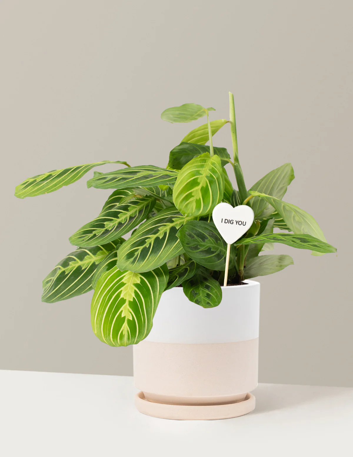 I Dig You Lemon Lime Prayer Plant - Image 17