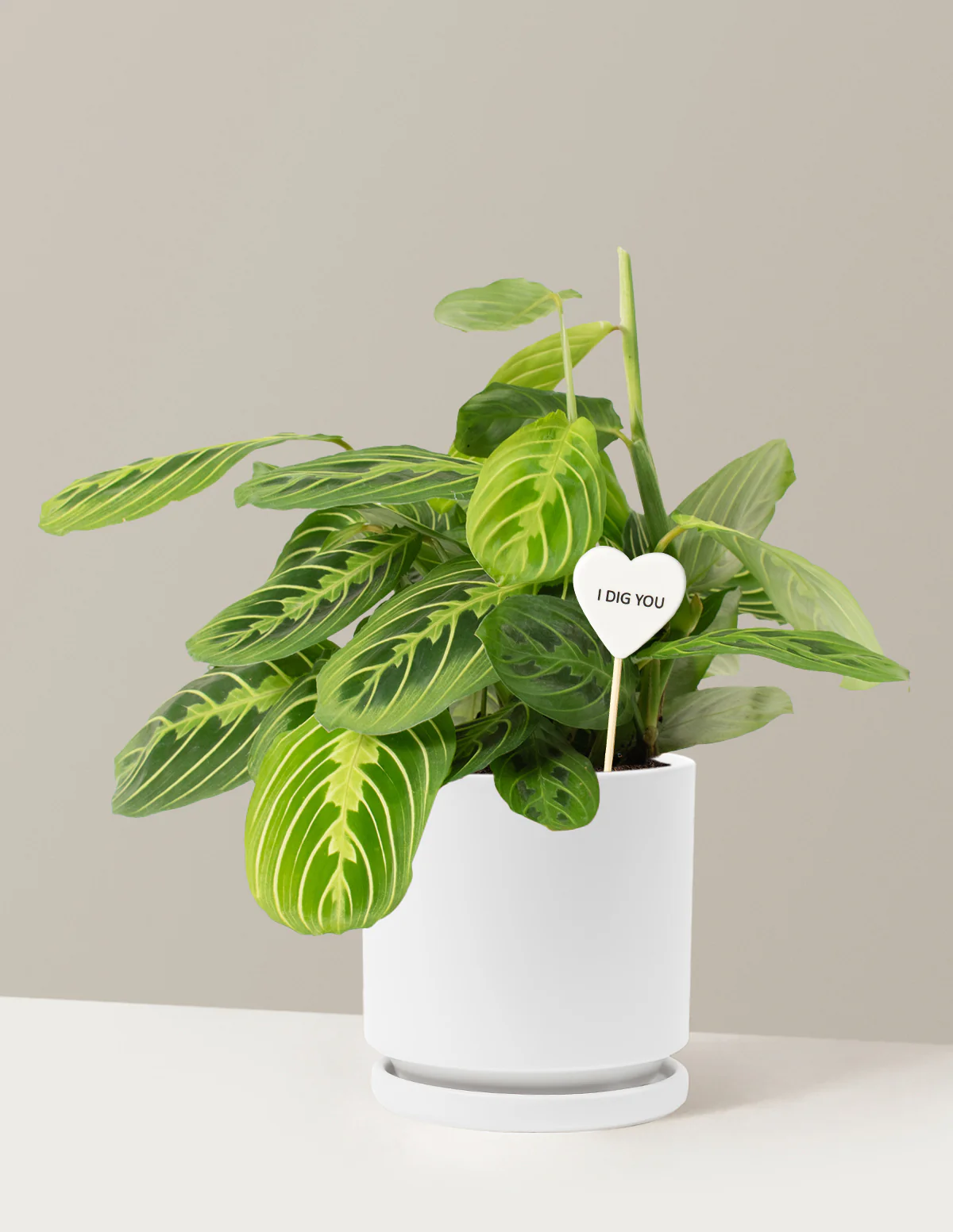 I Dig You Lemon Lime Prayer Plant - Image 18