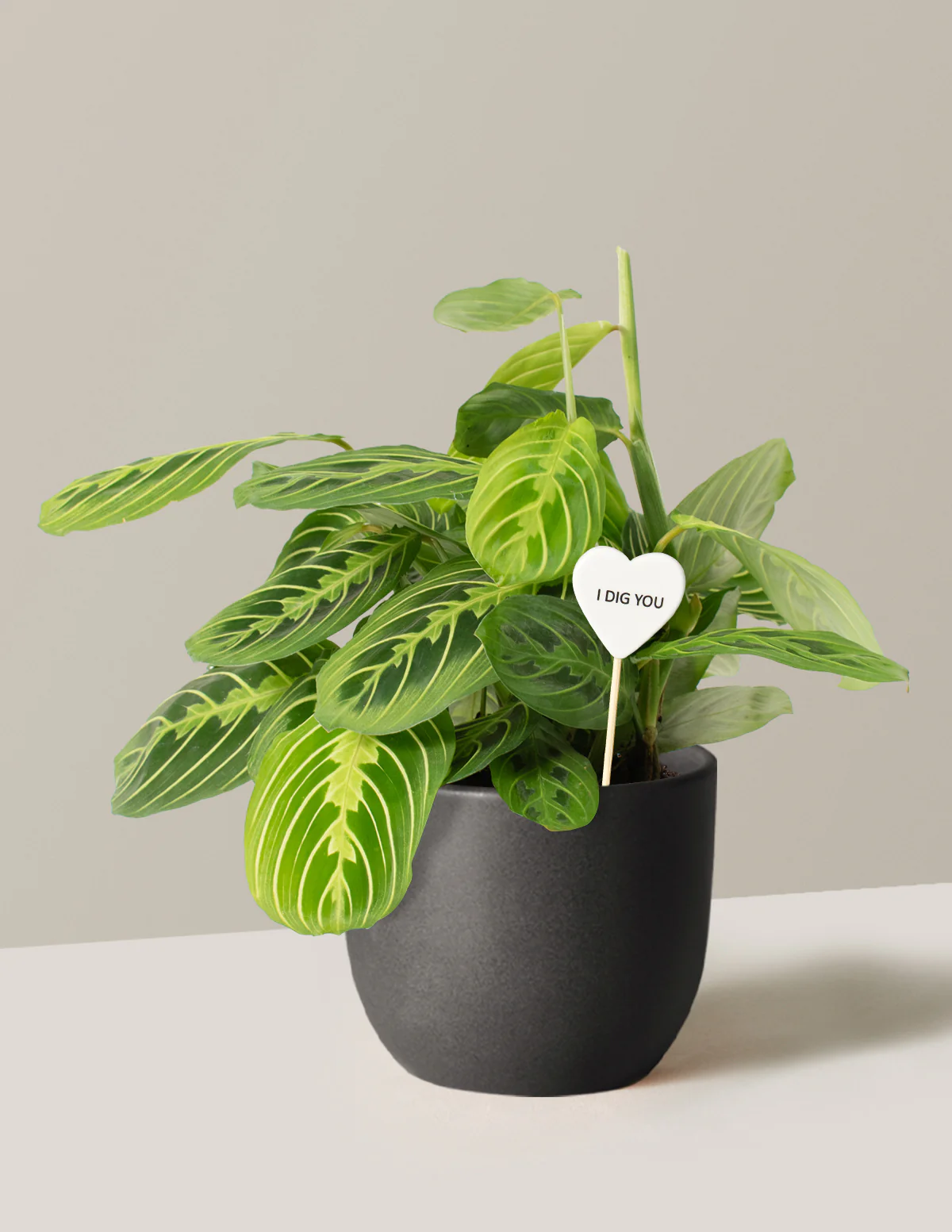I Dig You Lemon Lime Prayer Plant - Image 2