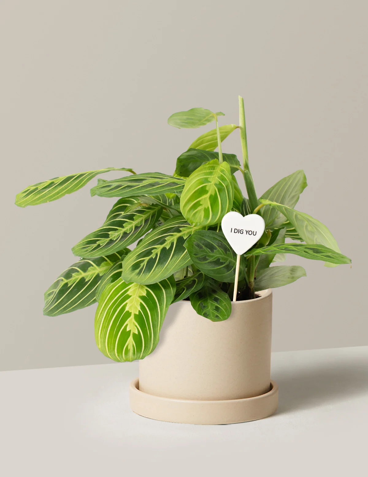 I Dig You Lemon Lime Prayer Plant - Image 4