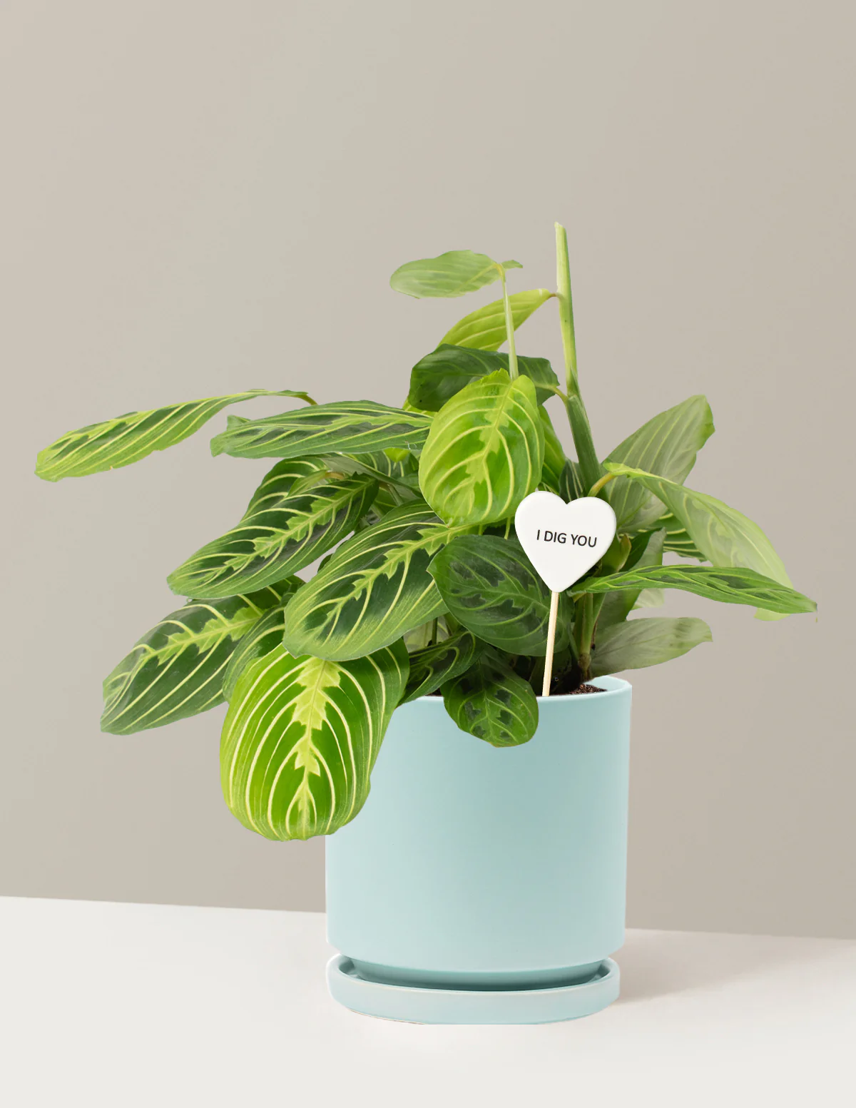 I Dig You Lemon Lime Prayer Plant - Image 5