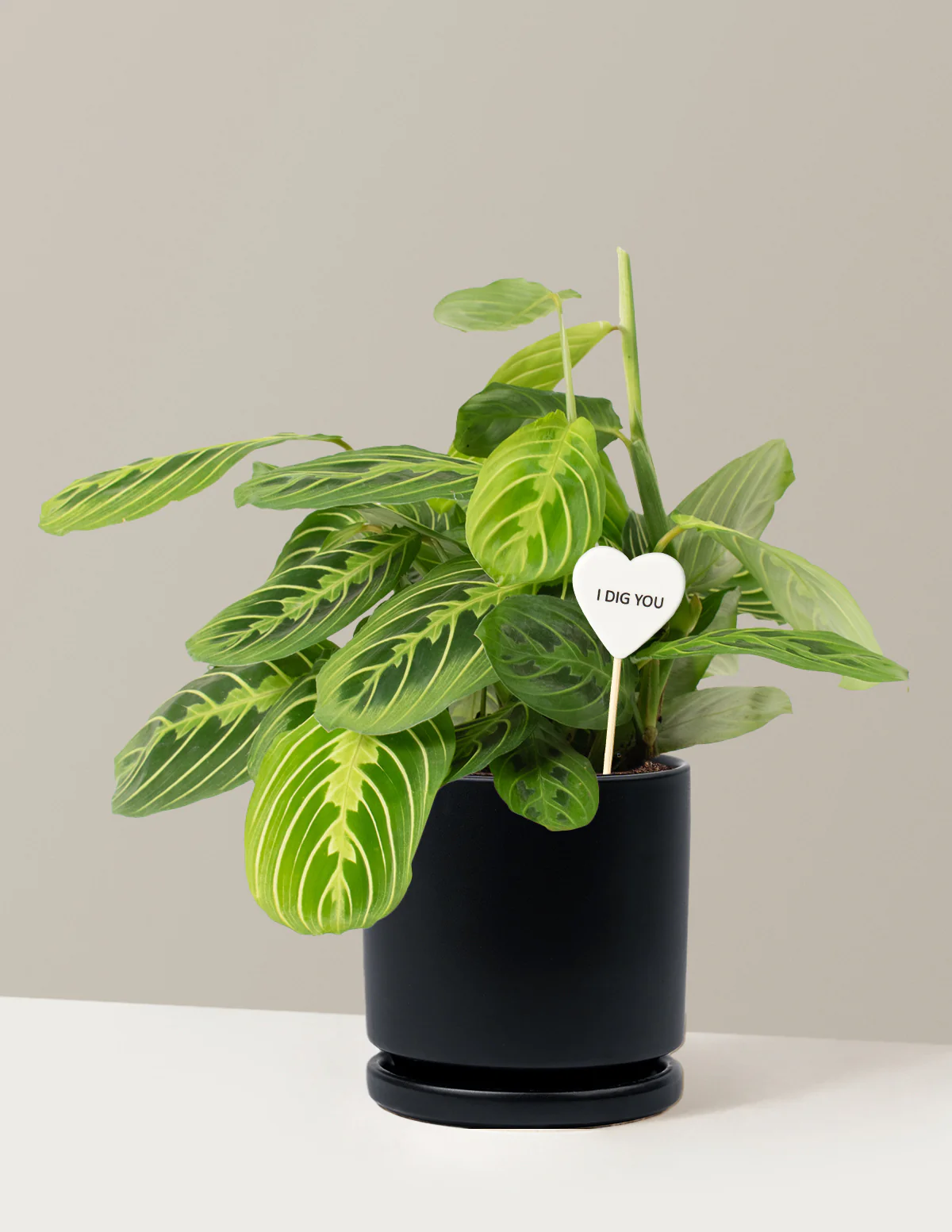 I Dig You Lemon Lime Prayer Plant - Image 6