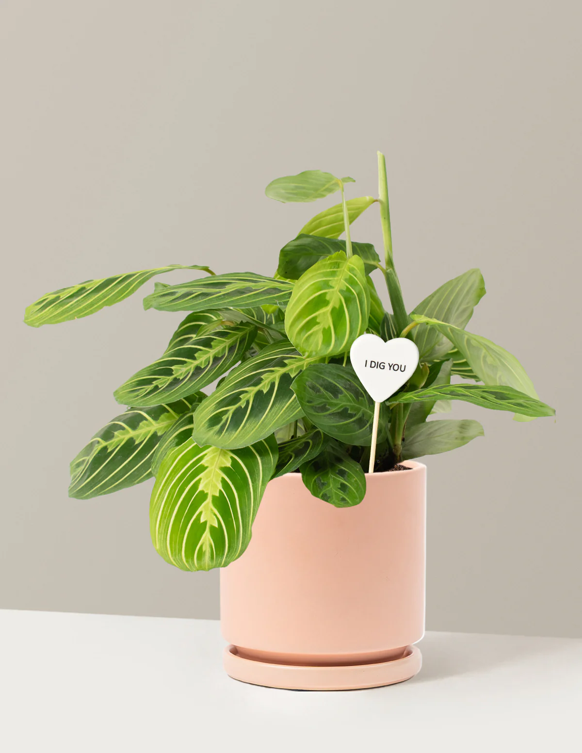 I Dig You Lemon Lime Prayer Plant - Image 7