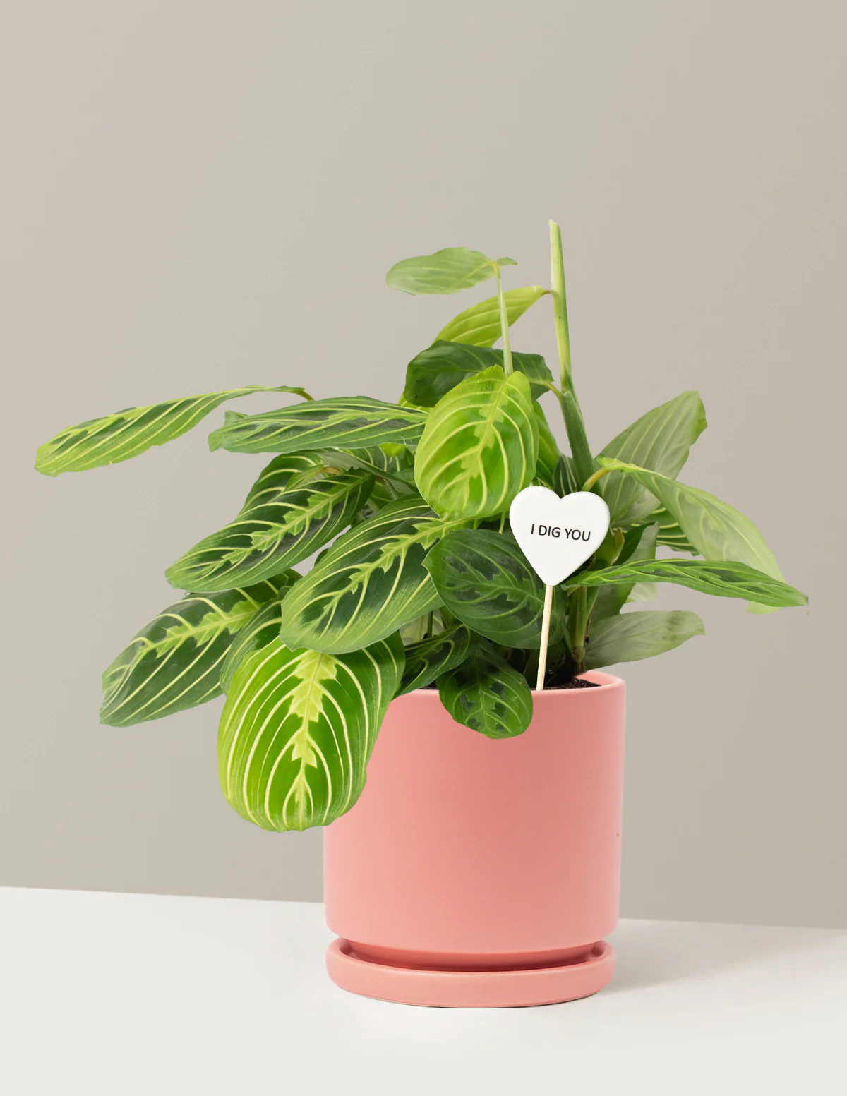 I Dig You Lemon Lime Prayer Plant - Image 8