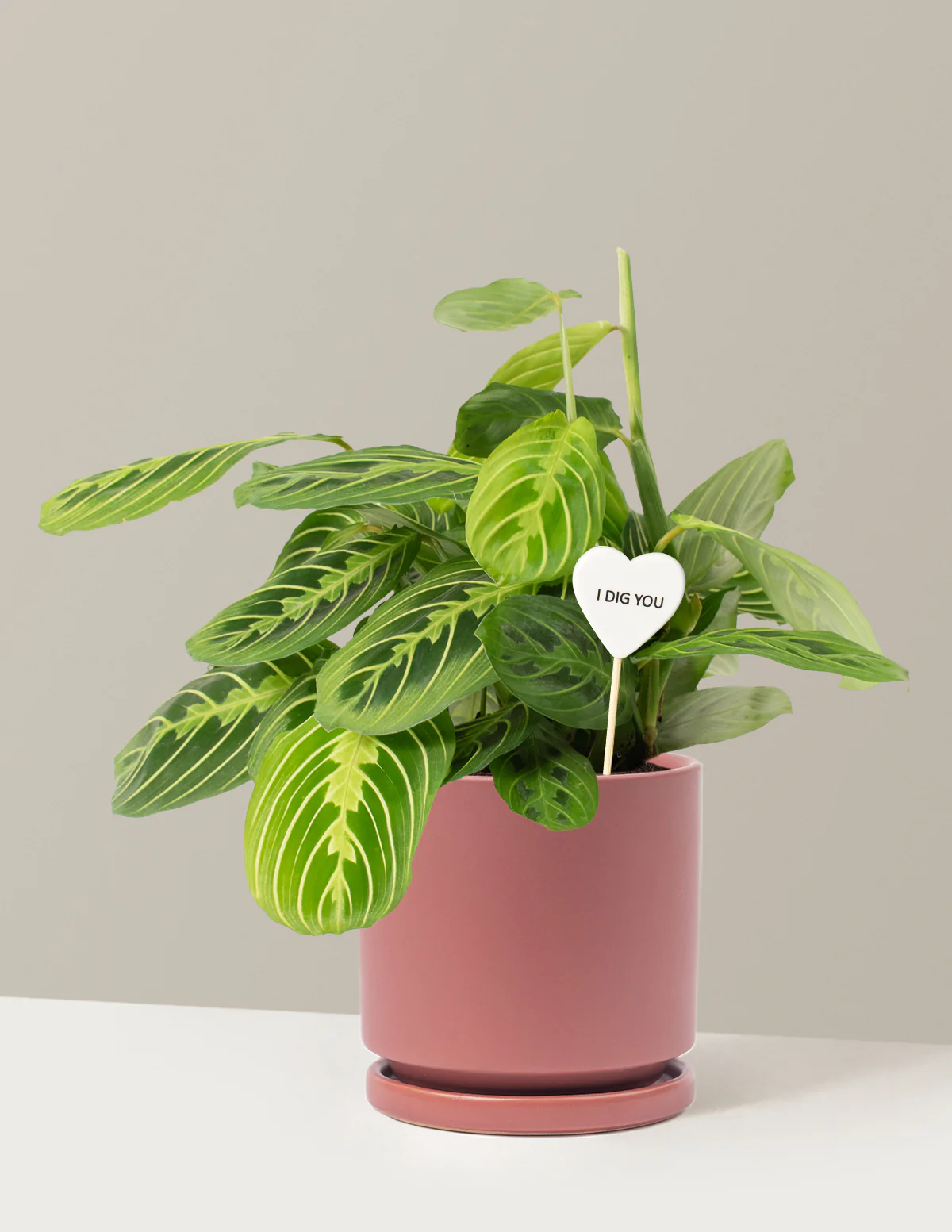 I Dig You Lemon Lime Prayer Plant - Image 9