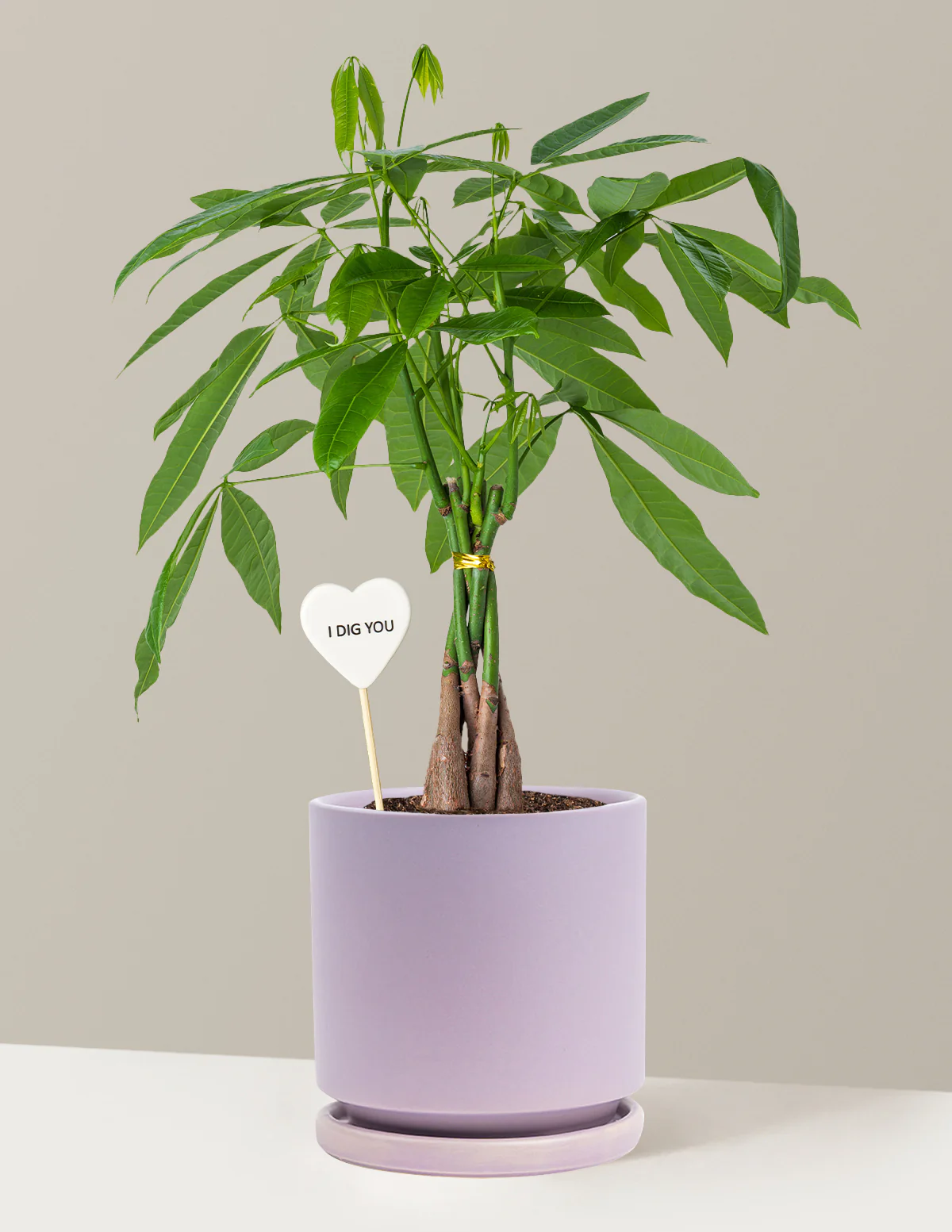 I Dig You Money Tree Plant - Image 10