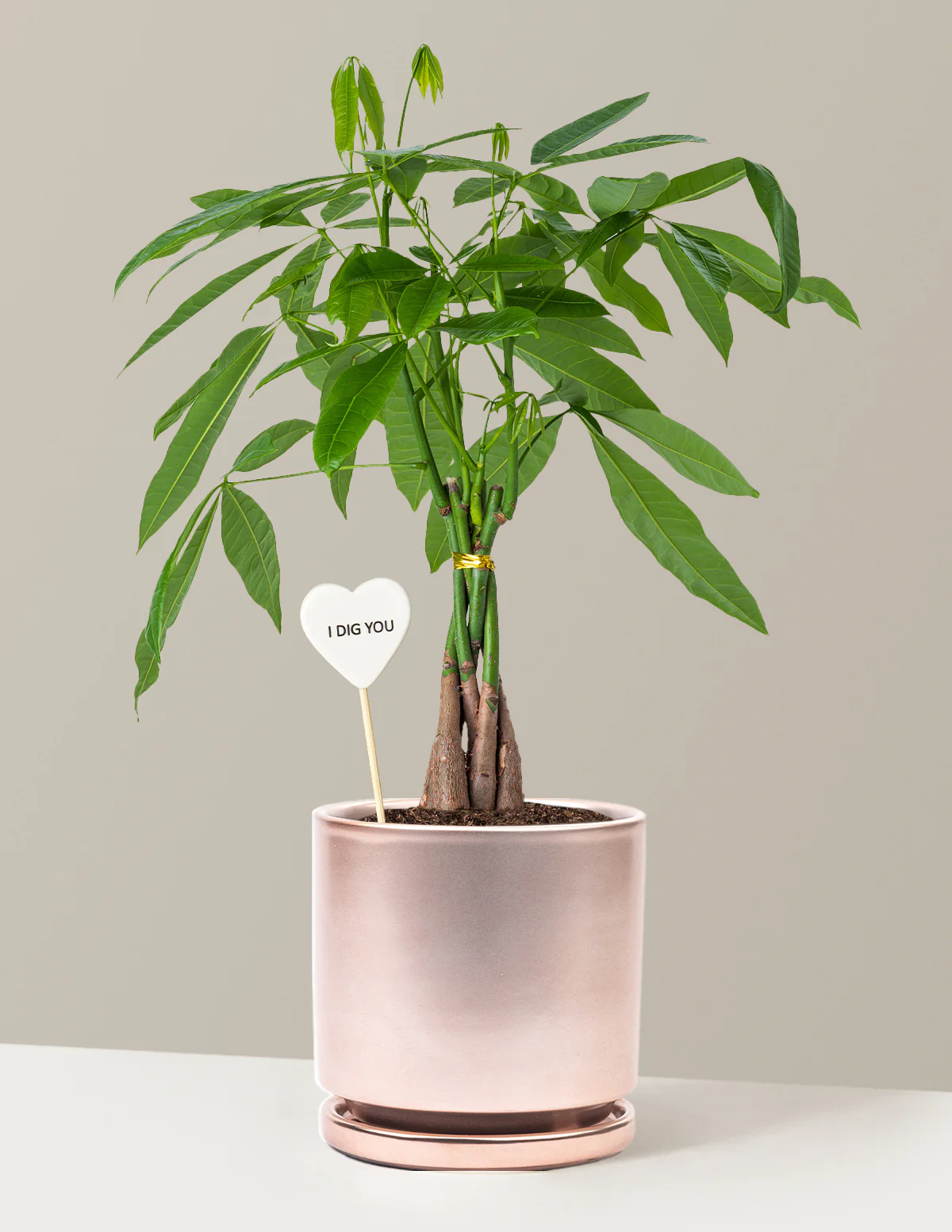 I Dig You Money Tree Plant - Image 12