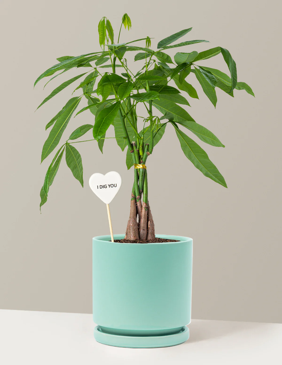 I Dig You Money Tree Plant - Image 13