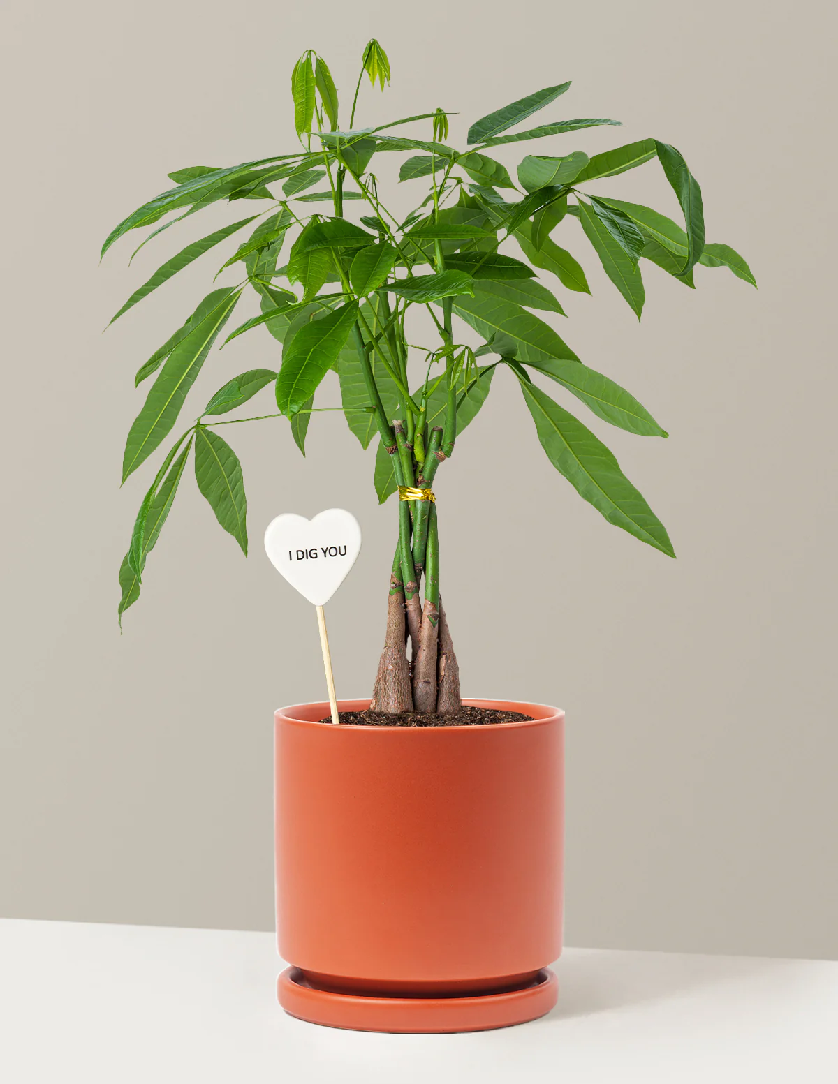 I Dig You Money Tree Plant - Image 14