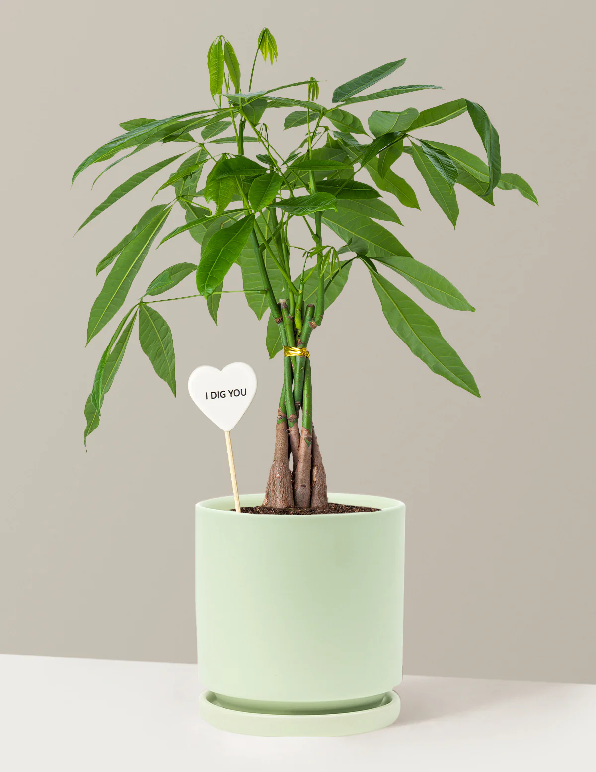 I Dig You Money Tree Plant - Image 15