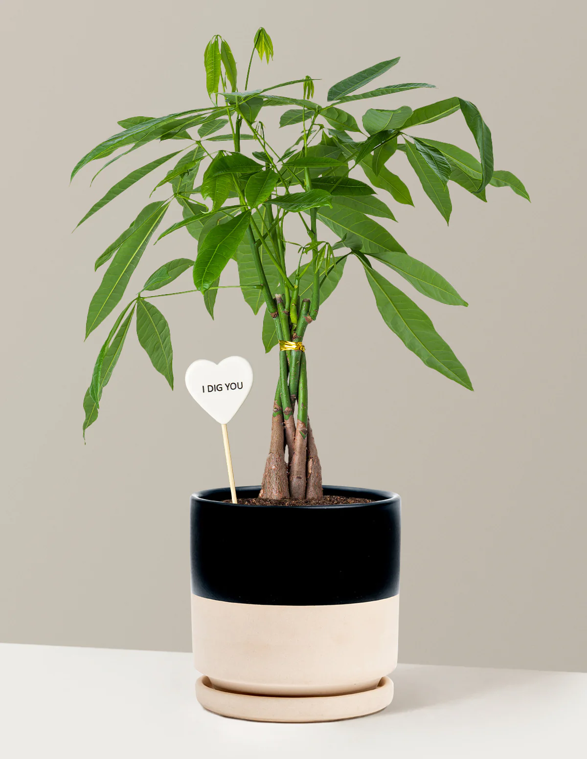 I Dig You Money Tree Plant - Image 16