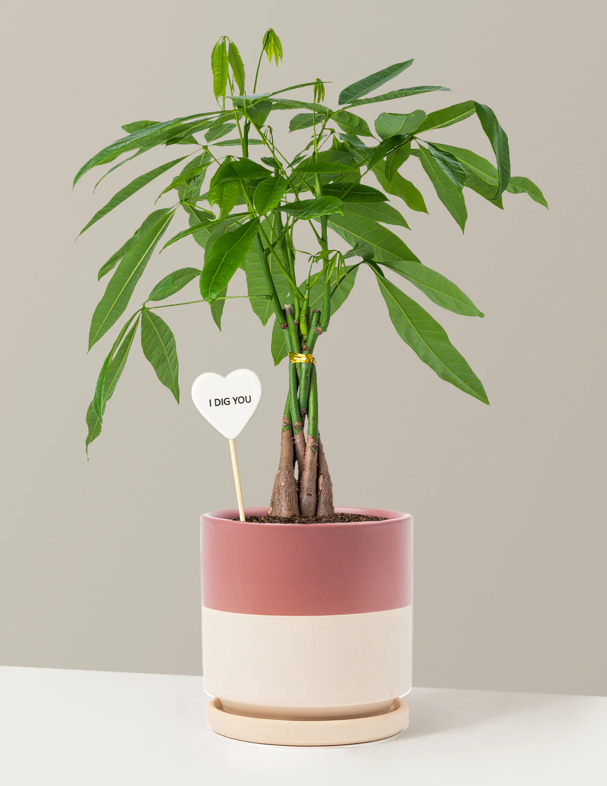 I Dig You Money Tree Plant - Image 17