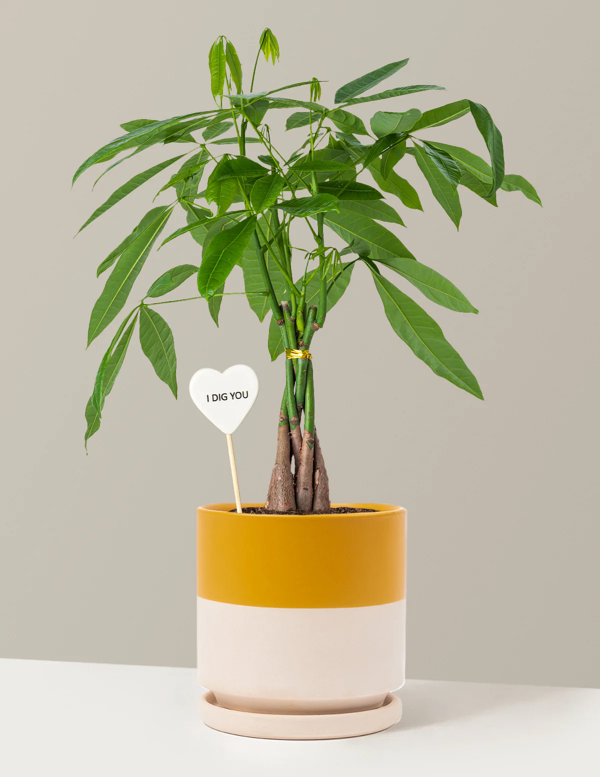 I Dig You Money Tree Plant - Image 18