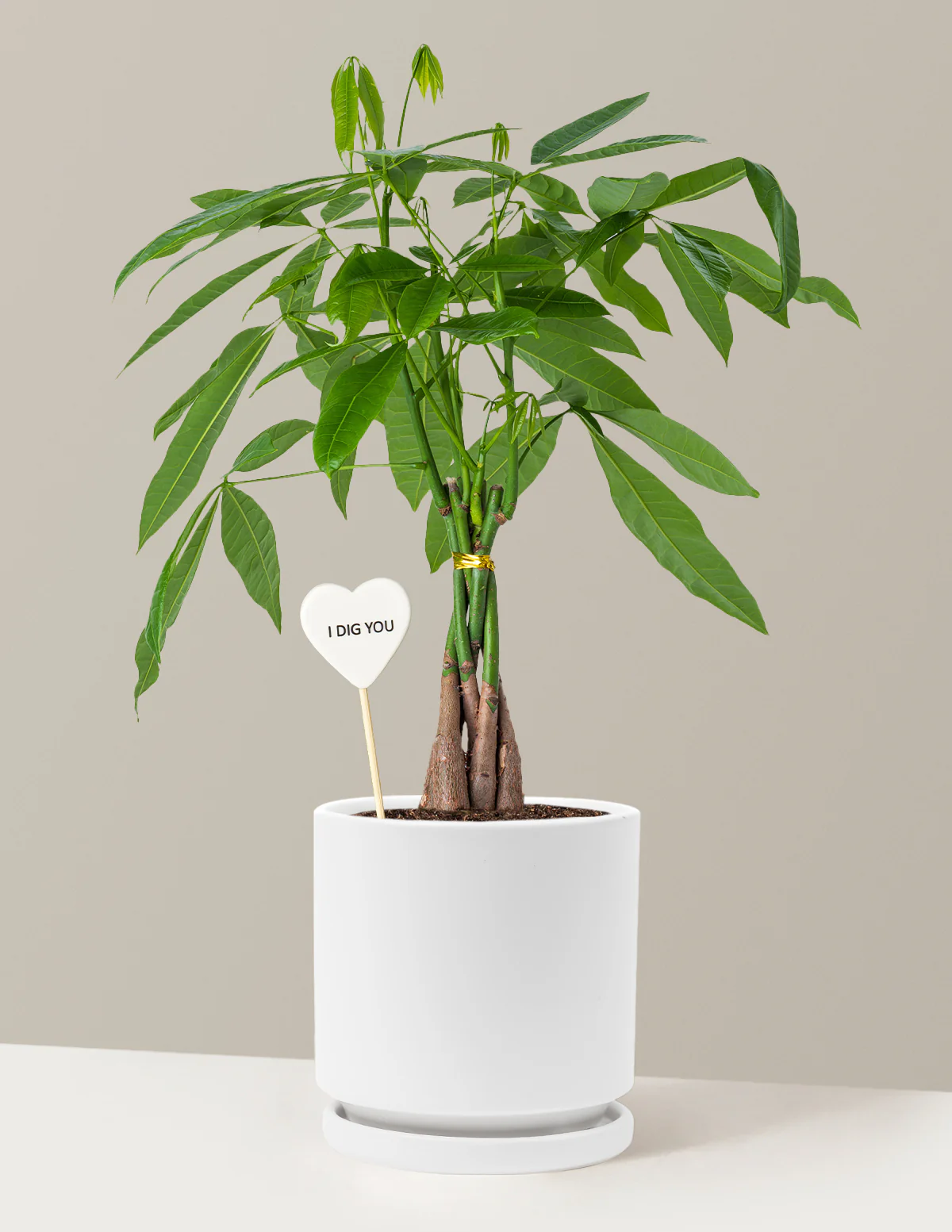 I Dig You Money Tree Plant - Image 20