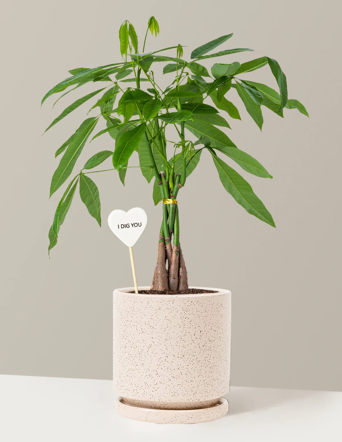 I Dig You Money Tree Plant - Image 21