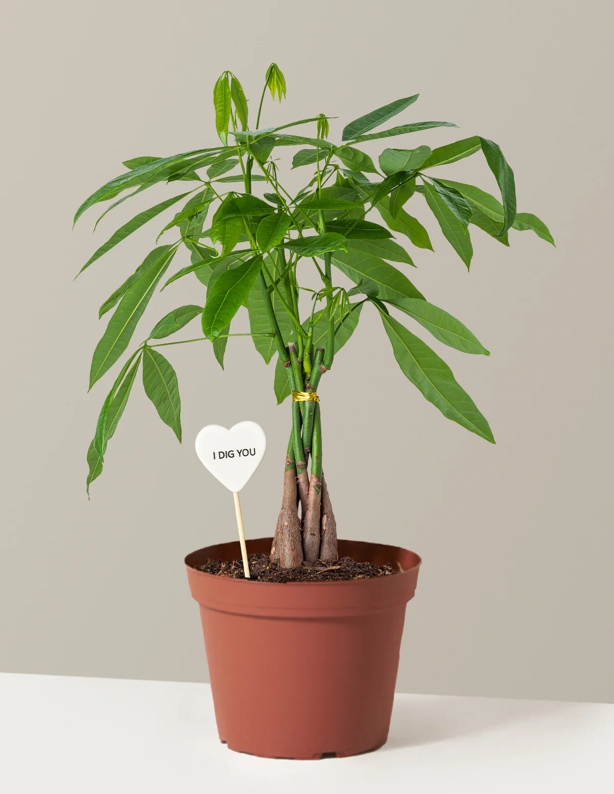 I Dig You Money Tree Plant - Image 3
