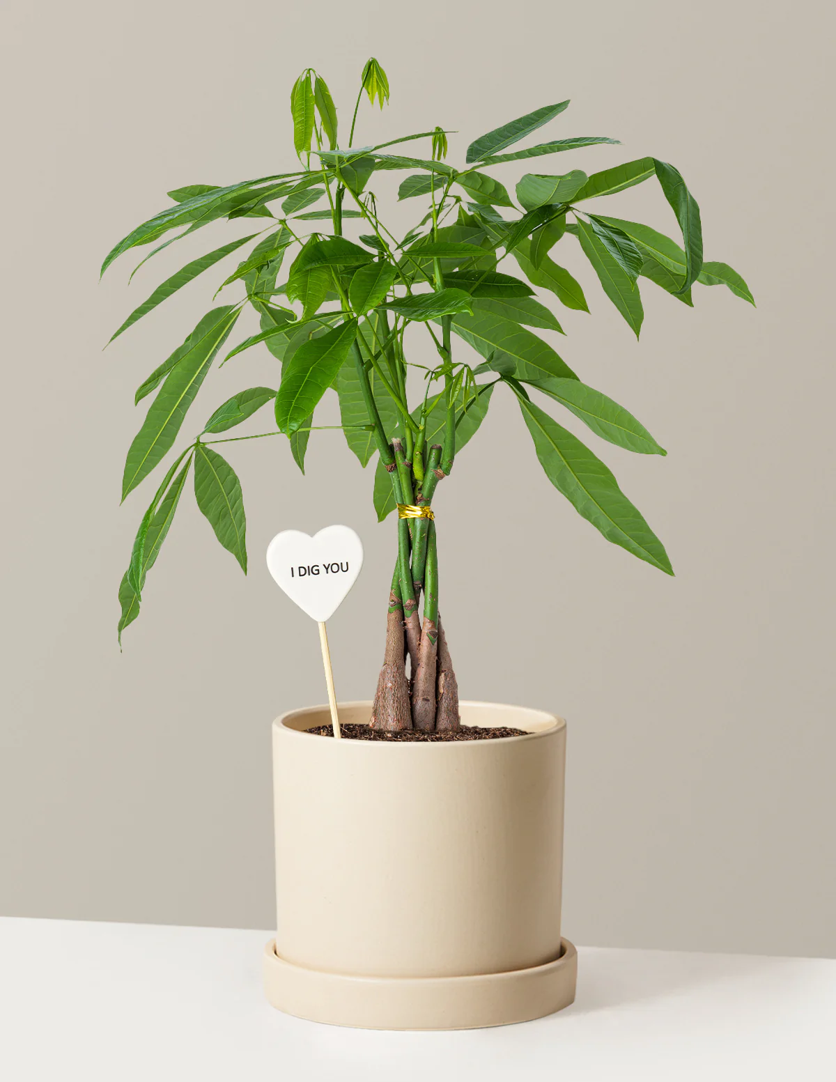 I Dig You Money Tree Plant - Image 4