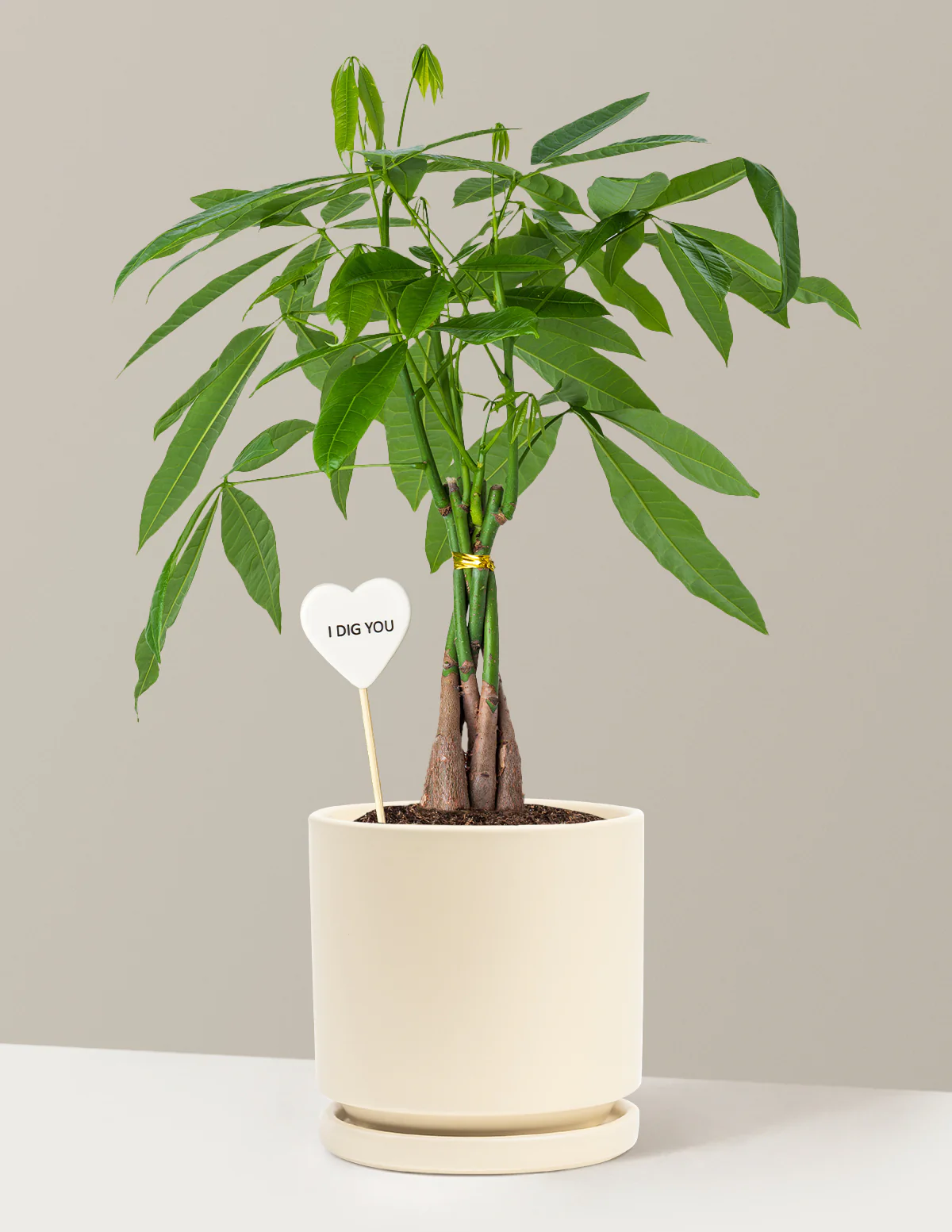I Dig You Money Tree Plant - Image 5