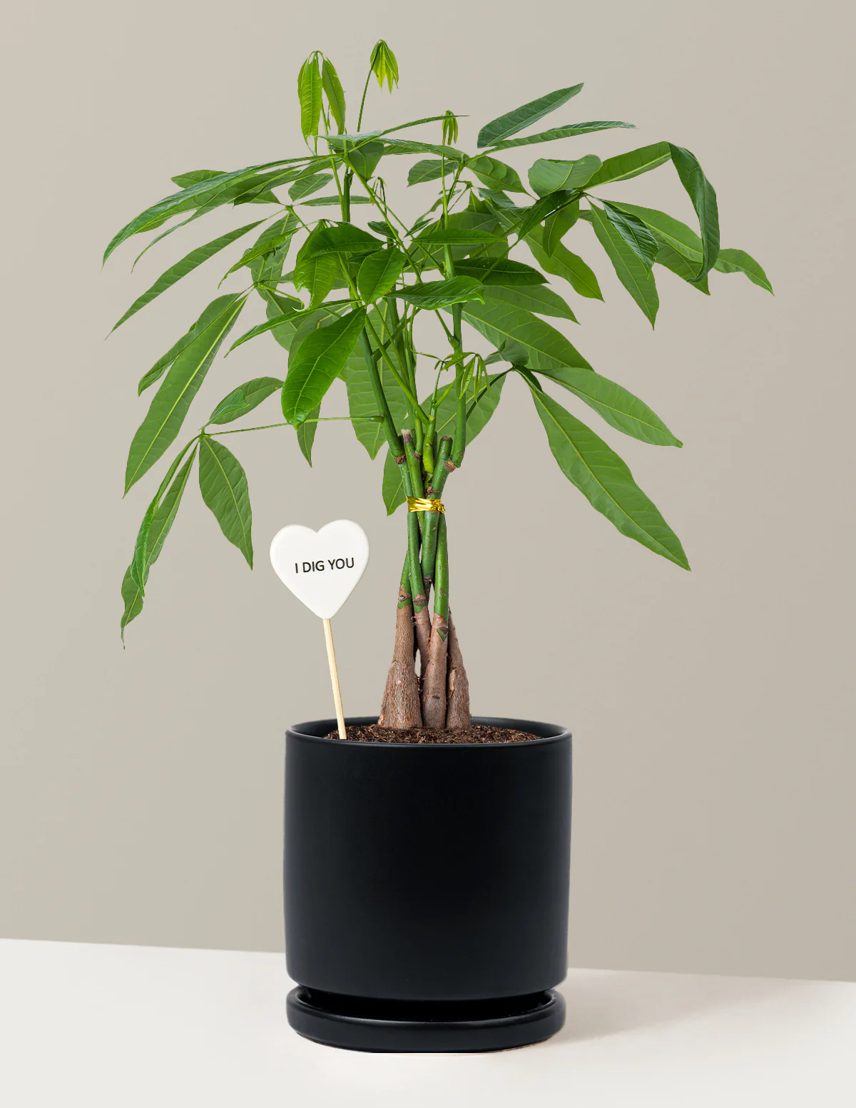I Dig You Money Tree Plant - Image 6