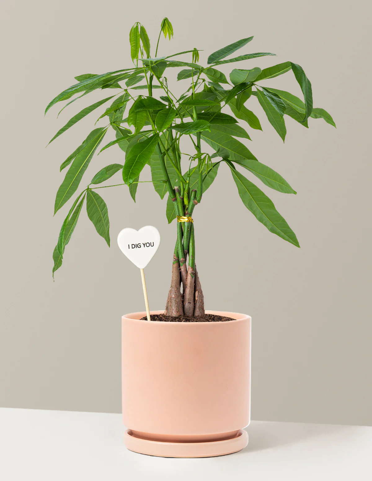 I Dig You Money Tree Plant - Image 7