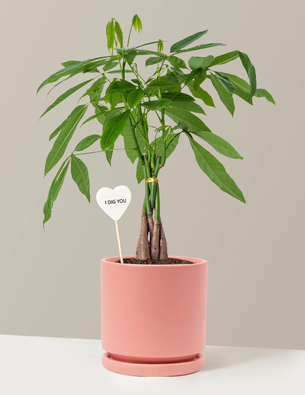 I Dig You Money Tree Plant - Image 8