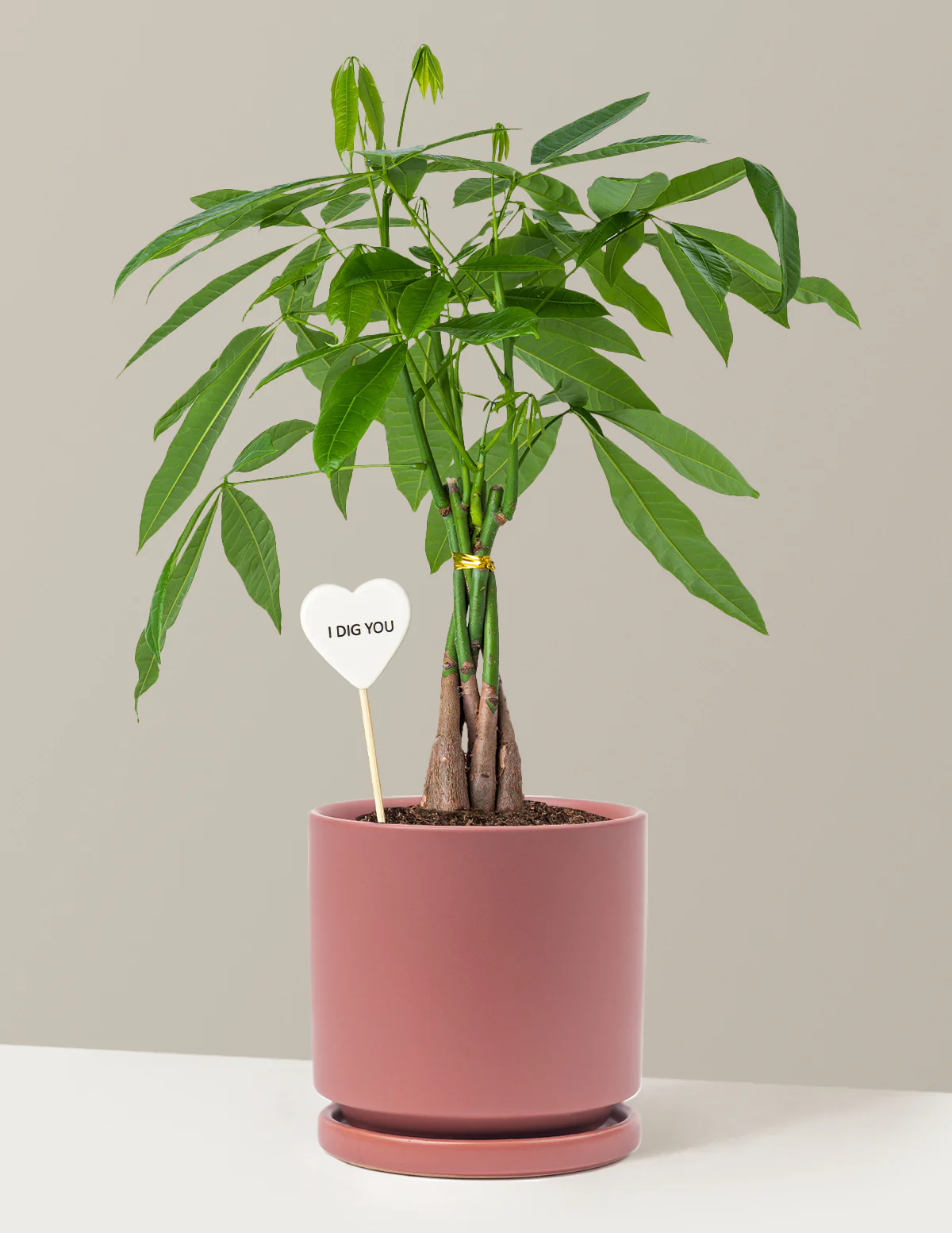I Dig You Money Tree Plant - Image 9