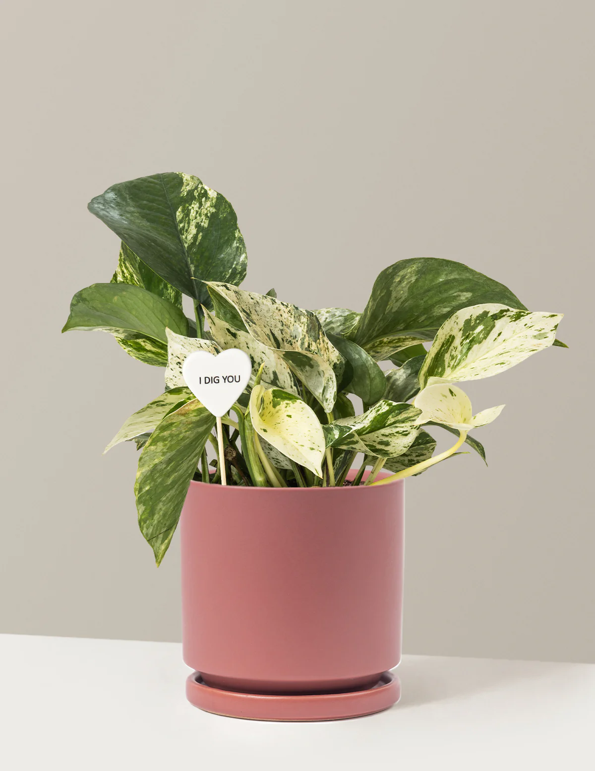 I Dig You Pothos Marble Queen - Image 10