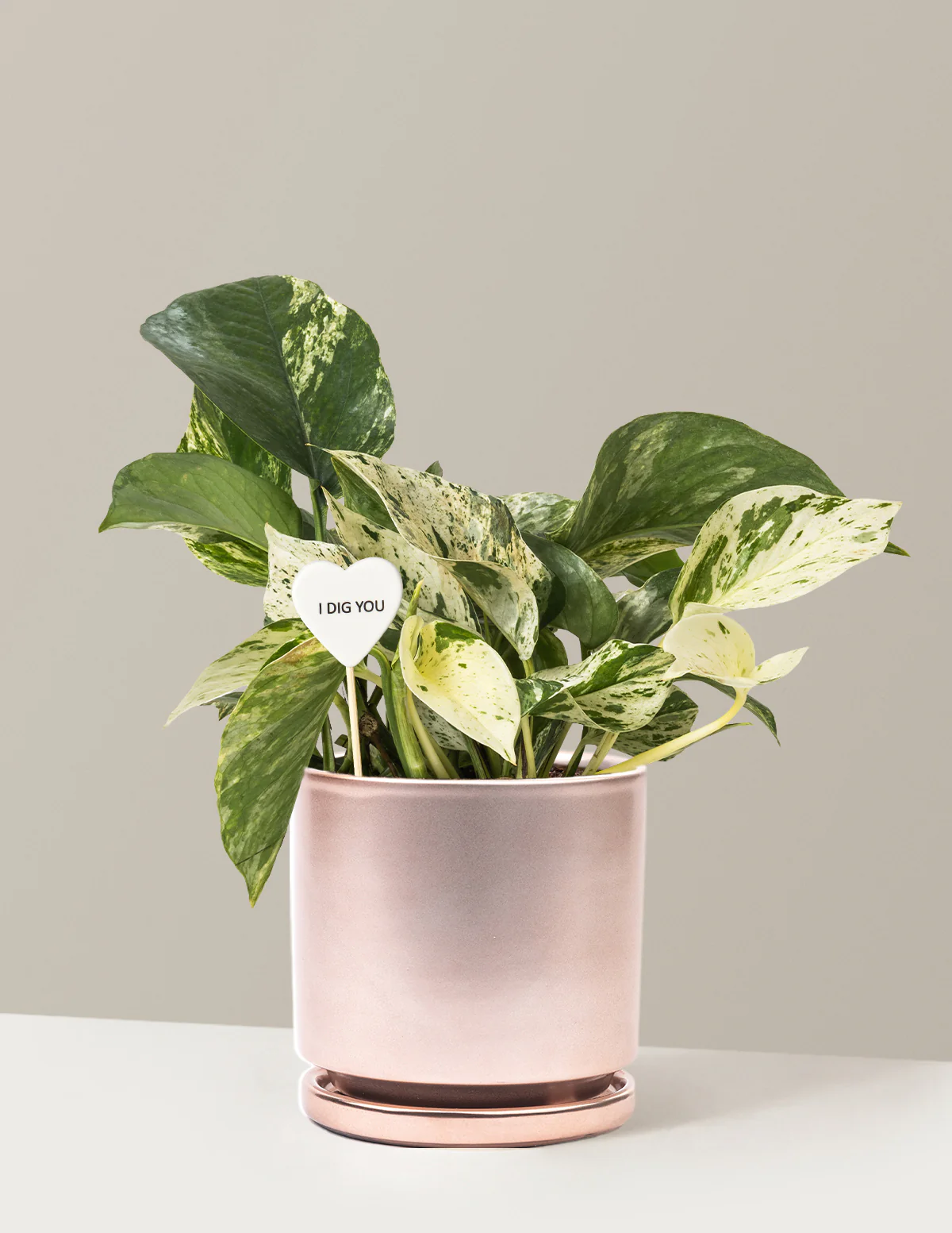 I Dig You Pothos Marble Queen - Image 12