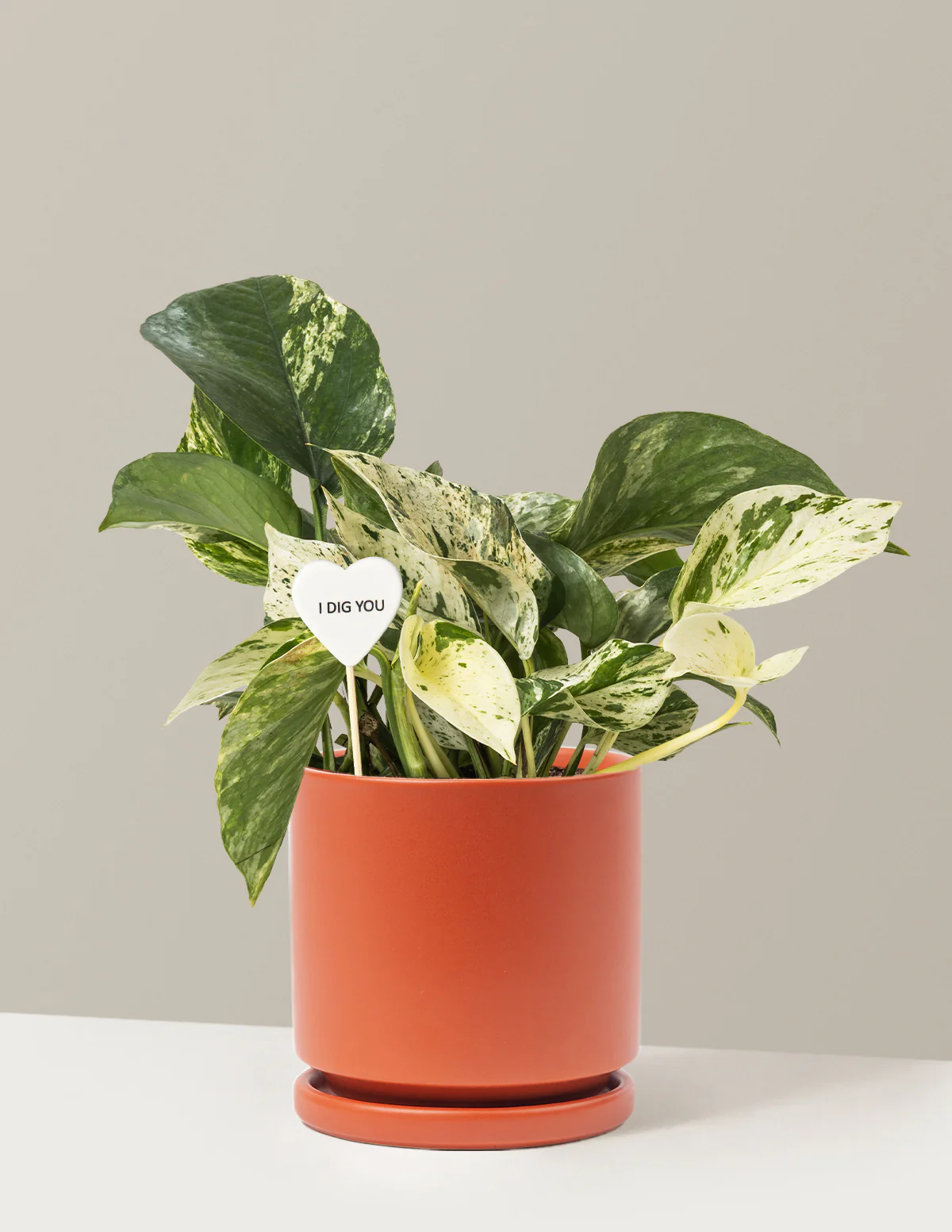 I Dig You Pothos Marble Queen - Image 13