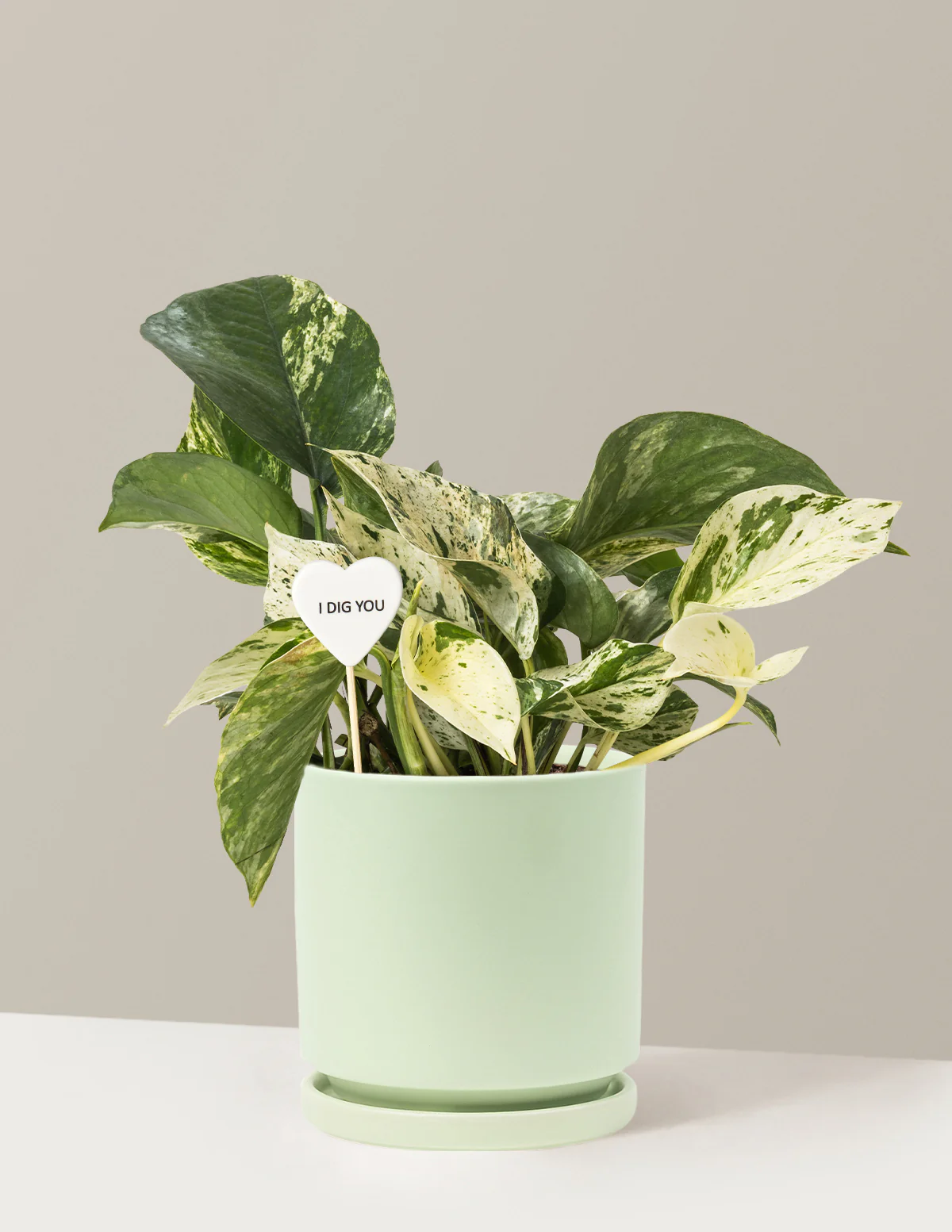 I Dig You Pothos Marble Queen - Image 14