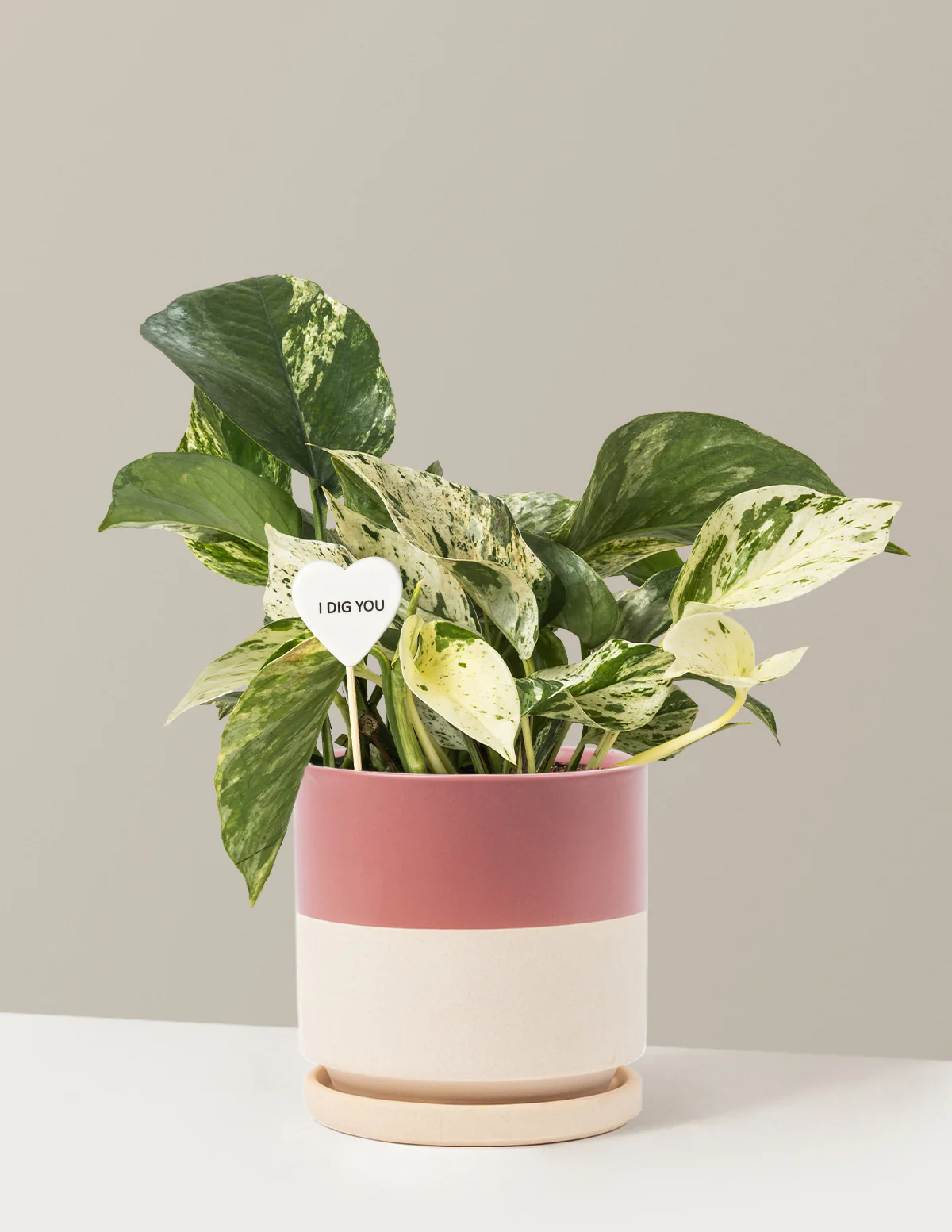 I Dig You Pothos Marble Queen - Image 17