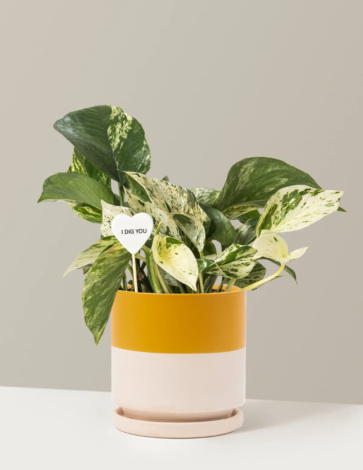 I Dig You Pothos Marble Queen - Image 18