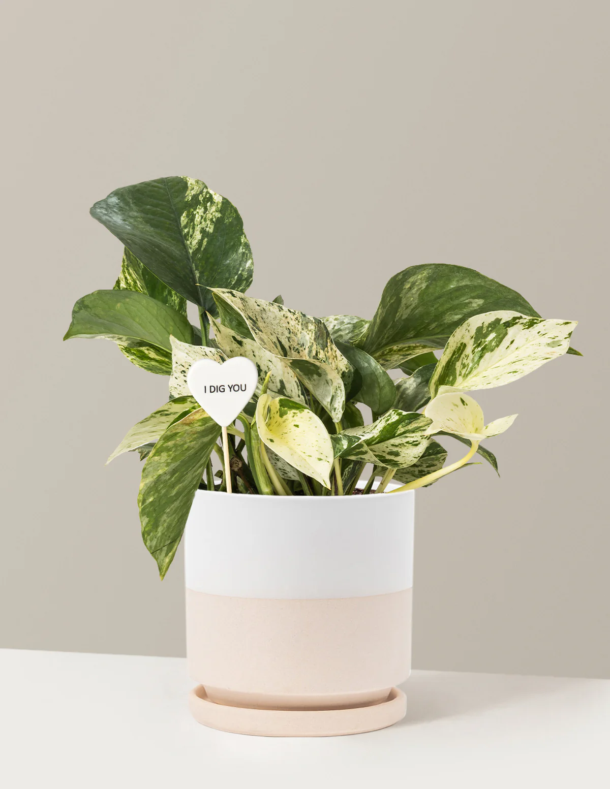 I Dig You Pothos Marble Queen - Image 19